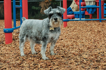 A miniature schnauzer dog in front of a playground. Close-up of a miniature schnauzer.
