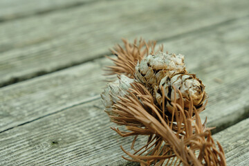 Dried Christmas tree branch with cones on a wooden background