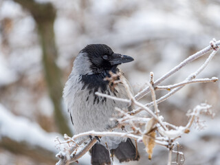 Naklejka premium A hooded crow sitting on a tree