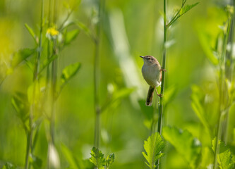 The bird rests in mustard flowers during morning calm, capturing a harmonious moment in the open field.