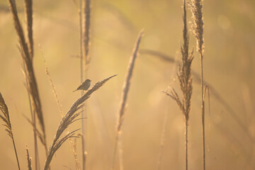 Fototapeta premium A tiny Common Chiffchaff (Phylloscopus collybita) feeding actively on a perch, captured in a dramatic backlit shot. The light creates a striking, glowing outline.