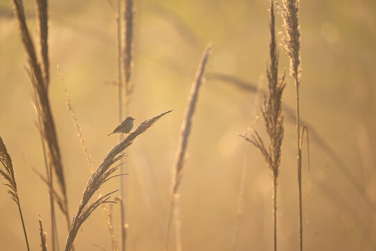 A tiny Common Chiffchaff (Phylloscopus collybita) feeding actively on a perch, captured in a dramatic backlit shot. The light creates a striking, glowing outline.