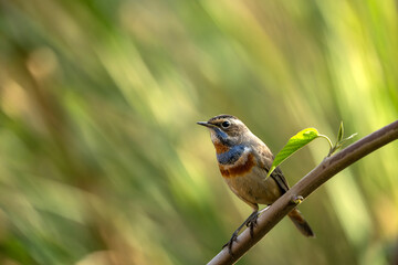 A stunning closeup portrait of a male Bluethroat (Luscinia svecica) perched on a branch, its vibrant blue throat illuminated by the soft morning light.