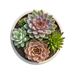 Closeup of a colorful pink and purple cactus flower bloom in a terracotta pot showing the succulent plant's detail, texture, and abstract pattern