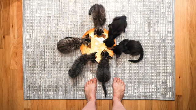 Six Kittens Eating 