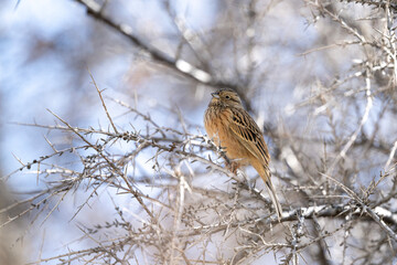 Rock Bunting positioned quietly among dense shrub