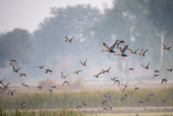 Wildlife action shot: Multiple ducks fly in formation above the marsh, with their wings spread. The image conveys energy and coordinated movement at the start of the day.