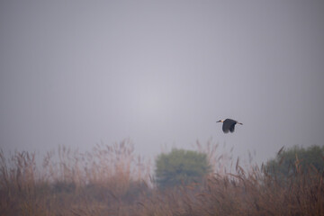 A Woolly-necked Stork flies gracefully over tall reeds, its wide wings gliding smoothly across the calm wetland habitat.