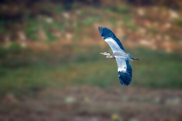 Flying low, the Grey Heron glides steadily across the wetland, creating a quiet and graceful moment.