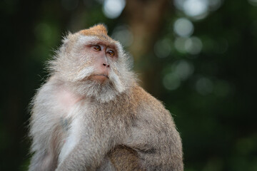 Long-Tailed Macaque Looking to Side in Forest