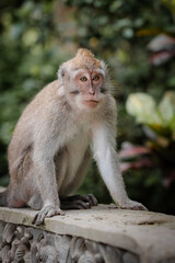 Long-Tailed Macaque Looking Forward on Rail