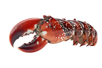 Close up of a vibrant red lobster claw and segmented body against a dark background