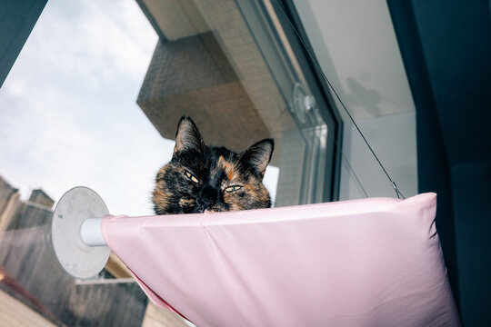 Cat Relaxing on a Cozy Window Perch With a View Outside