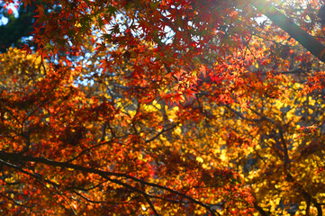 空に映える紅葉04