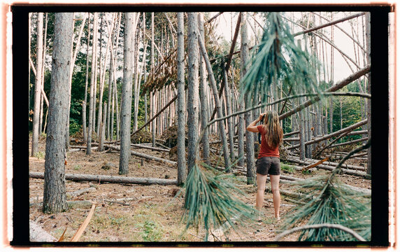 Watching Birds in Forest With Fallen Trees and Tall Pines