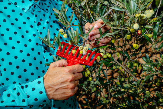a man draws a red rake through arbequina sprigs in Spain
