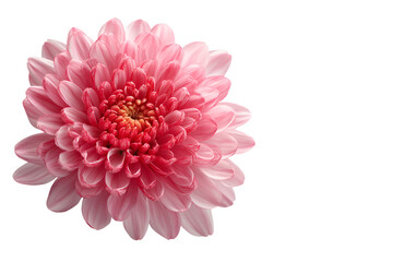 Close up of a delicate pink chrysanthemum flower with a dark black background