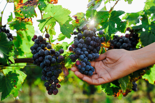 Hand picking ripe red grapes in vineyard