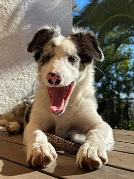Blue Merle Border Collie Puppy Yawning On Wooden Floor