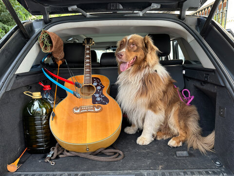 Brown Dog Sitting In Car Trunk With Guitar And Camping Gear