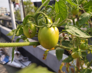 Unripe Green Tomatoes Maturing on a Sunny Vine