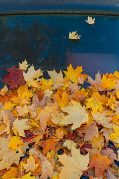 Close-Up of Autumn Leaves on Car Glass