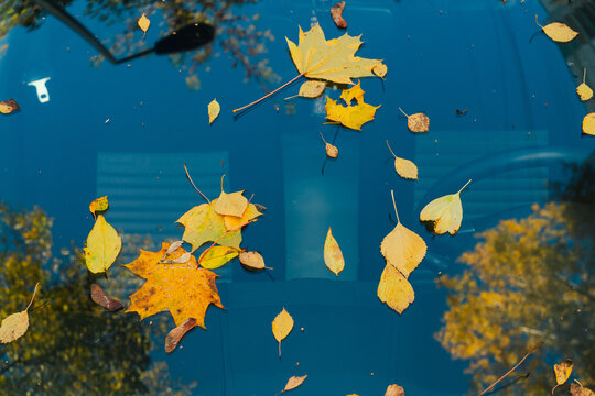 Autumn leaves on car windshield with tree reflections