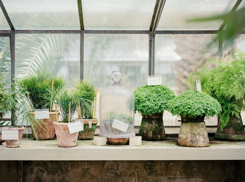 Fern pots collected under glass in greenhouse