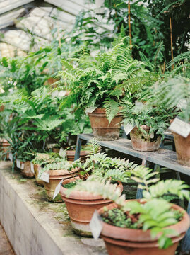 Collection of ferns growing in pots in greenhouse
