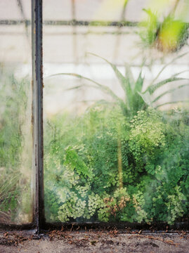 Ferns and plants behind hothouse's glass