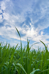 Fototapeta premium Young Paddy Field with Dew Drops Under Morning Sky