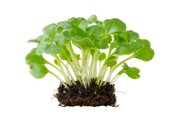 Fresh green radish sprouts with roots and soil on a black background