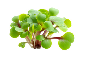 Vibrant green radish microgreens with delicate leaves and red stems on a black background