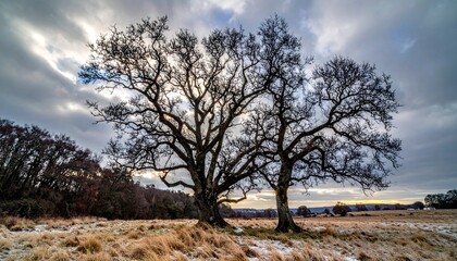 Two Majestic Ancient Oak Trees Stand Silhouetted Against a Dramatic Cloudy Sky at Sunset with Dry Grass and Snow on the Ground in a Rural Landscape