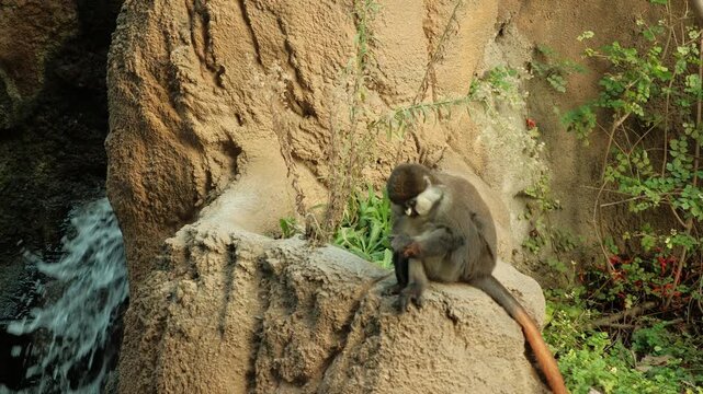 Red -tailed guenon monkey, Schmidt's guenons native to central and eastern Africa sitting by water fall licking foot