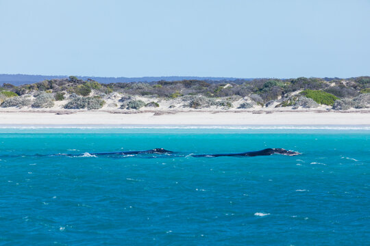 Southern Right Whales in the shallows. Fowlers Bay. South Australia.