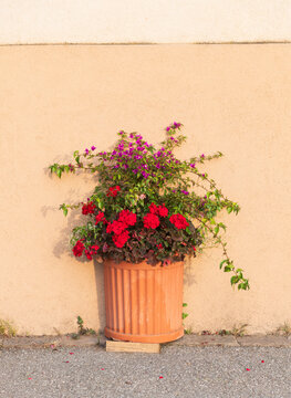 Colorful flowers in terracotta pot against beige wall