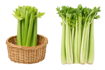 Obraz premium Two bunches of fresh celery, one in a woven basket, isolated on a white studio background view