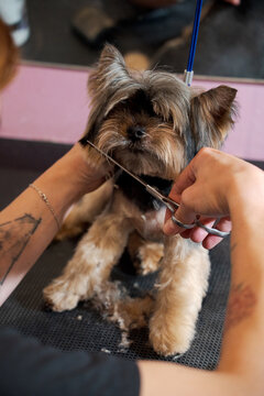 Grooming Session for a Small Dog at a Pet Salon