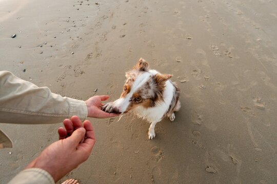 Dog giving paw to man on beach