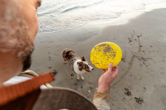 Man showing frisbee to dog on sandy beach