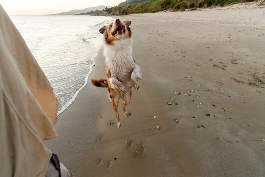 Dog jumping to catch frisbee on beach
