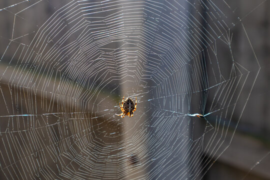 Spider on a detailed web in sunlight