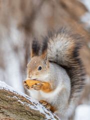 The squirrel with nut sits on tree in the winter or late autumn
