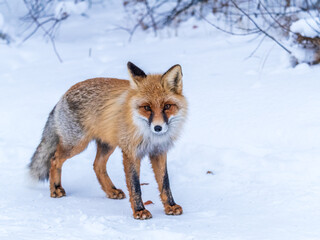 European Red Fox (Vulpes vulpes) in winter forest