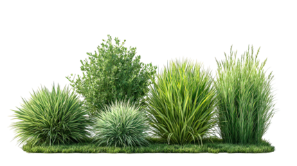 Four lush summer grass groups arranged evenly in bright sunlit fields on transparent background