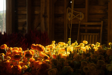 Marigolds in Morning Light