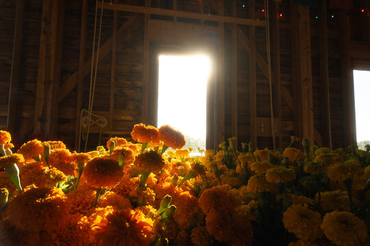 Marigold Flowers for Sale in Farm Barn