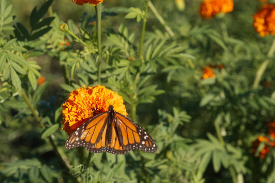 Monarch Butterfly on Marigold Flower