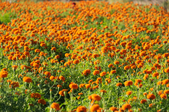 Marigolds